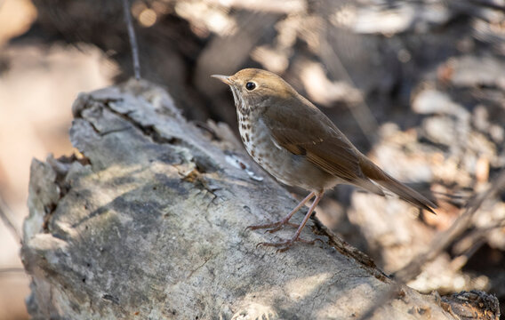 Travis AFB Nature Images