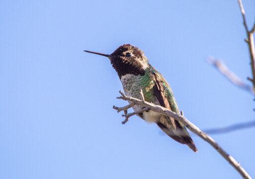 Travis AFB Nature Images