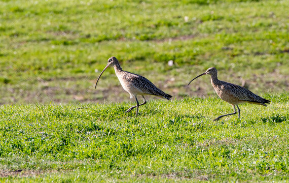 Travis AFB Nature Images