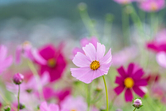Close Up of Beautiful Pink Cosmos Flowers Blooming in Autumn Field