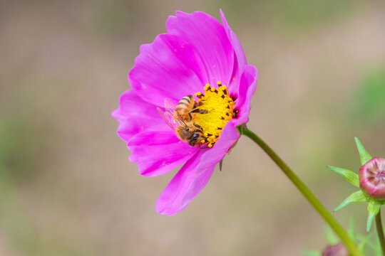 Close Up of Honey Bee Collecting Nectar on Vibrant Pink Cosmos Flower Blooming in Autumn Nature