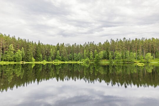 Coniferous forest by a lake with water reflections on a calm glossy water surface, Sweden