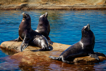 Fototapeta premium Three Californian Sealions basking on a rock