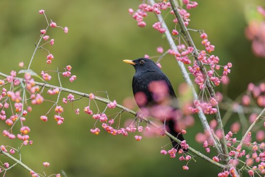 A common blackbird (Turdus merula) sits in a European spindle tree (Euonymus europaeus), and eats the fruit