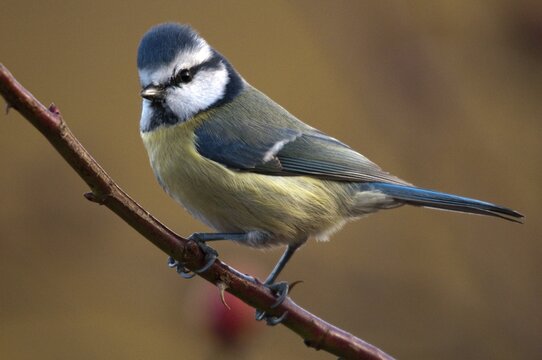 Blue tit, parus caeruleus, autumn, birds, autumn, tits, passeri, songbirds, songbirds, tits, birds
