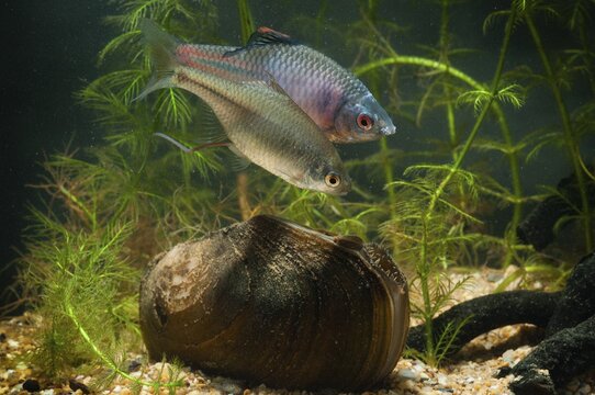Anodonta cygnea, bitterling, duck mussel, common pond mussel, Rhodeus amarus, Rhodeus sericeus amarus, swan mussel, pond mussel, fish, fishes, river mussel, mussels, pisces, pond mussels
