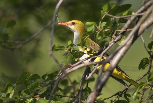 Golden oriole, oriolus oriolus, birds, Bulgaria, female, passeri, songbirds, songbirds, birds, female