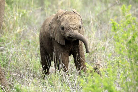 African elephant (Loxodonta africana), calf, baby, sniffing, spotting, Kruger National Park, Kruger National Park, South Africa