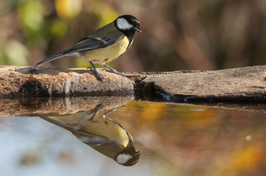 Great tit, great tit, parus major, bath, bird bath, birds, tit, passeri, songbirds, songbirds, tits, potions, birdbath, birds, watering place