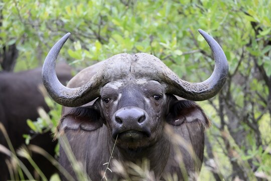 Cape buffalo (Syncerus caffer), adult, portrait, feeding, blade of grass, Kruger National Park, Limpopo Province, South Africa