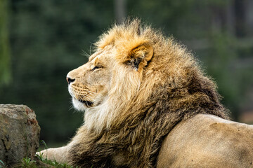 A close up of a male Lion resting © Mark