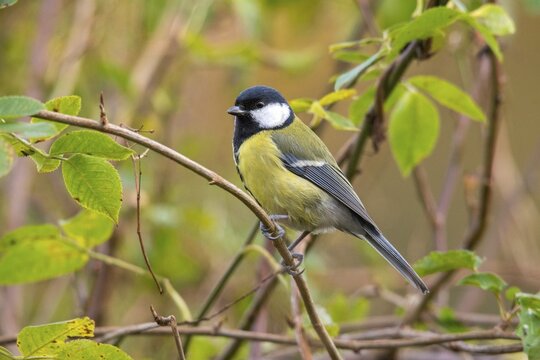 Great tit, great tit, parus major, birds, tits, passeri, songbirds, songbirds, tits, birds