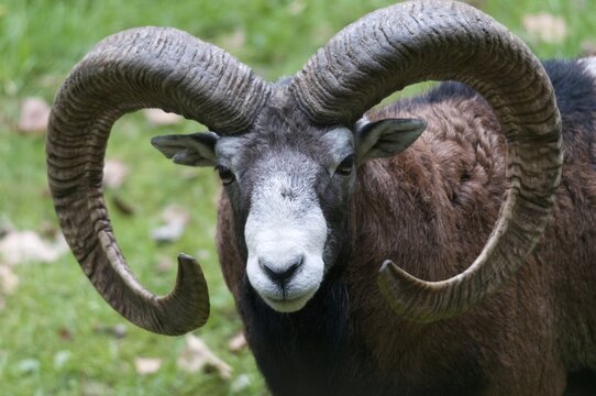 Artiodactyla, even-toed ungulate, mouflon, mouflon, mouflon, ovis gmelini musimon, cloven-hoofed, mammals, sheep, mammals, rams, game
