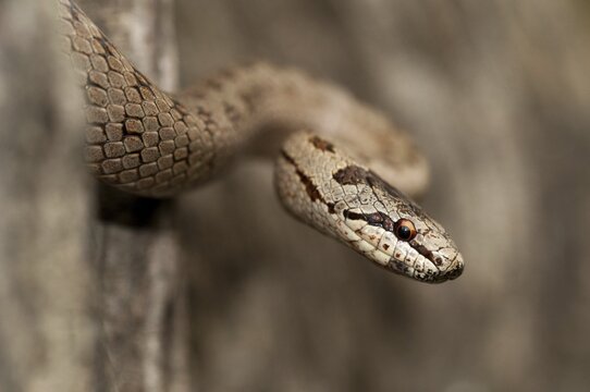 Coronella Austriaca, smooth snake, critters, reptilia, reptilia, reptiles, snakes, snakes