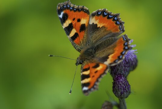 Aglais urticae, little fox, nymphalis urticae, small tortoiseshell, butterfly, insects, butterfly, butterflies