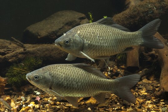Carassius gibelio, pediment, prussian carp, silver carp, fish, fishes, pisces