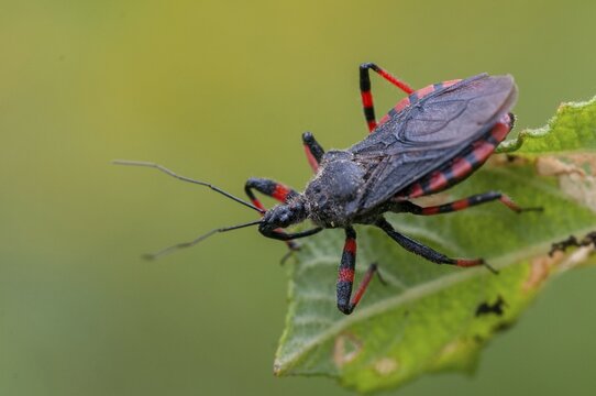 Ringed murder bug, heteroptera, murder bug, red-banded assassin bug, reduviidae, rhinocoris annulatus, rhynocoris annulatus, insects, predatory bugs, bedbugs