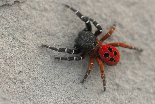 Eresus cinnaberinus, ladybird spider, arachnids, Bulgaria, male, spiders, spiders, spiders
