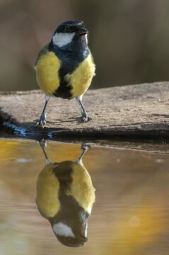 Great tit, great tit, parus major, bath, bird bath, birds, high size, portrait format, tits, passeri, songbirds, tits, drinking water, birdbath, birds, watering place