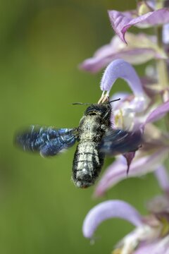 Apidae, bees, blue wood bee, large wood bee, hymenoptera, violet-winged wood bee, xylocopa violacea, high size, portrait format, insects, violet carpenter bee