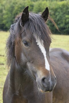 Shetland pony (Equus caballus) stallion in the paddock, North Rhine-Westphalia, Germany