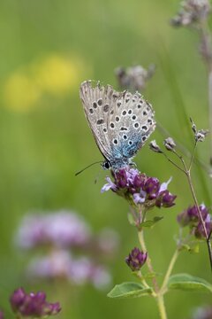 Ant blue, glaucopsyche arion, large blue, maculinea arion, phengaris arion, quendel ant blue, thyme ant blue, butterfly, high size, portrait format, insects, butterfly, butterflies