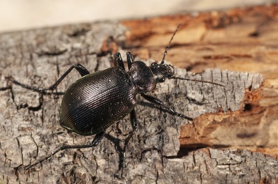 Calosoma inquisitor, small doll predator, climbing beetle, lesser searcher, beetle, coleoptera, insects, beetles