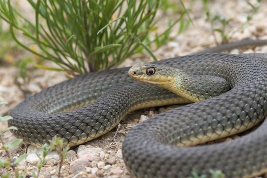 Eastern Montpellier snake, Malpolon insignitus, Montpellier snake, Bulgaria, critters, reptilia, reptiles, snakes, snakes, eastern lizard snake