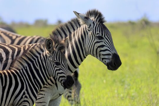 Burchell's zebra (Equus quagga burchelli), Burchell's zebra, adult, female, young, mother, social behaviour, two animals, portrait, Kruger National Park, South Africa