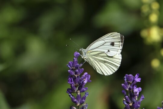 Cabbage butterfly (Pieris brassicae) female on a flower of true lavender (Lavandula angustifolia), Wilnsdorf, North Rhine-Westphalia, Germany