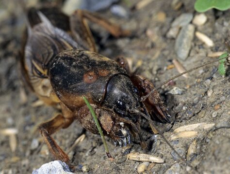 European mole crickets, grasshoppers, gryllotalpa gryllotalpa, half-devils, mole crickets, werre, dwarves, ensifera, grasshoppers, crickets, grasshoppers, insects, insects, long-feeler scares