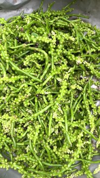 Close up view of Malabar spinach seeds placed in a bowl in Dhaka, Bangladesh. Natural seeds prepared for planting, gardening, or cultivation of fresh leafy vegetables.