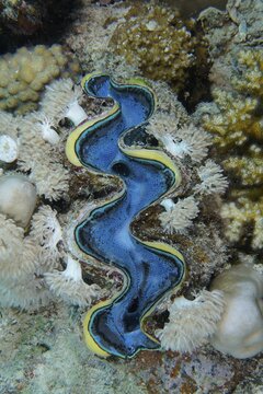 Common giant clam, maxima clam (Tridacna maxima), blue variety. Dive site House Reef, Mangrove Bay, El Quesir, Red Sea, Egypt