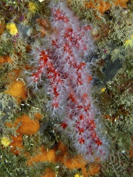 Red coral (Corallium rubrum) in an underwater reef, dive site: Cap de Creus Marine Reserve, Rosas, Costa Brava, Spain, Mediterranean Sea