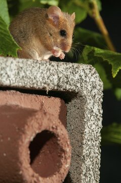 Hazel vole, Hazel dormouse, Muscardinus avellanarius, rodents, rodentia, bilche, dormice, dormouse, high size, portrait format, mammals, nesting aid, nesting box, rodents, sleepers, mammals