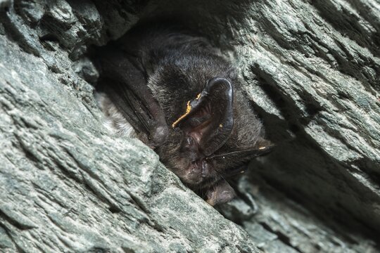 Barbastella Barbastellus, Barbastelle bat, pug bat, bat, chiroptera, bats, mammals, mammals, winter sleep, hibernation