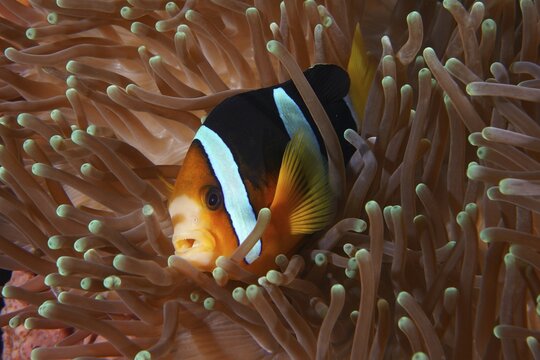 A clownfish, Clark's anemonefish (Amphiprion clarkii), surrounded by the tentacles of a sea anemone, dive site Toyapakeh, Nusa Ceningan, Nusa Penida, Bali, Indonesia