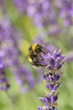 Ground bumblebee (Bombus terrestris), on a lavender flower (Lavandula angustifolia), macro photograph, bokeh in the background, Wilnsdorf, North Rhine-Westphalia, Germany