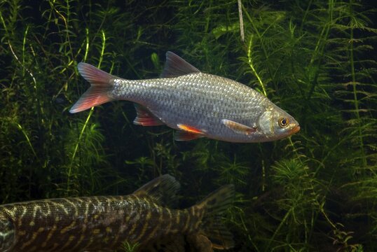 Red lead, rudd, rubella, scardinius erythrophthalmus, fake roach, fish, fishes, pisces