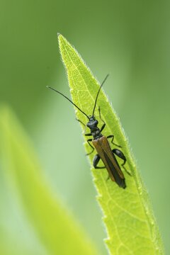 Common thick-legged flower beetle, common rose-legged beetle, edemera femorata, false bock-beetle, beetle, coleoptera, high size, vertical format, insects, beetles, males, males