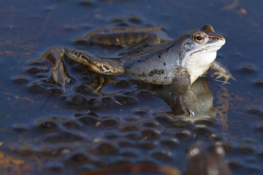 Moor frog (Rana arvalis), blue coloured male during mating season squatting on spawning balls, Schleswig-Holstein, Germany