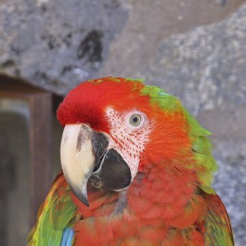 Scarlet Macaw (Ara macao) animal portrait, captive, occurrence in South America, Hesse, Germany