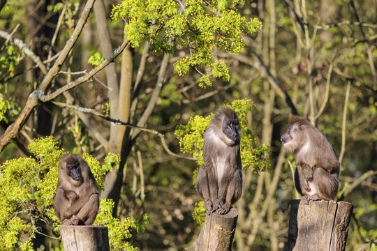 Three Drills (Mandrillus leucophaeus) sit high up on the three stumps of a cut tree and enjoy the early sunlight. A green forest can be seen in the background