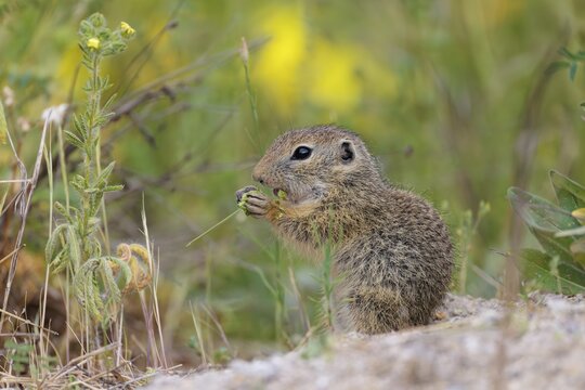 A young European ground squirrel (Spermophilus citellus) eats seats, leaves and flowers in a green meadow with tall vegetation on a cloudy day. Austria