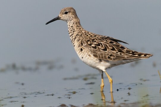 Calidris pugnax, fighter runner, philomachus pugnax, ruff, birds, charadriiformes, female, limikolen, resting dress, snipe birds, scolopacidae, birds, waders, waders, female