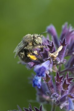 Anthophora acervorum, anthophora plumipes, apidae, bees, spring fur bee, common fur bee, hairy-footed flower bee, hymenoptera, spring flower bee, high size, portrait format, insects, insects