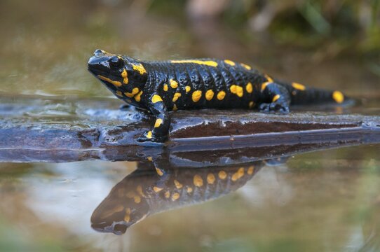 Fire salamander, salamandra salamandra, amphibians, amphibians, caudata, amphibians, amphibians, amphibians, mirror, tail amphibians, mirror image