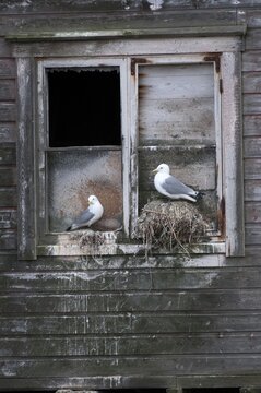 Black-legged Kittiwake, Black-legged Kittiwake, Norway, Rissa Tridactyla, Varanger, Birds, Breed, Brut, Breeding Colony, Charadriiformes, Gulls, High Size, Portrait, Colony, Limikolen, Seagulls, Nest, Birds