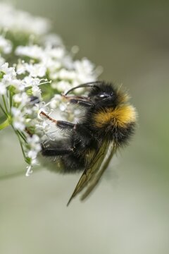 Apidae, bees, bombus terrestris, dark bumblebee, hymenoptera, buff-tailed bumblebee, high size, portrait format, bumblebee, insects, large earth bumblebee, male, male
