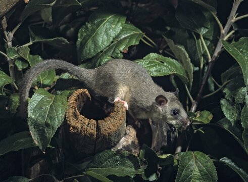 Edible dormouse, fat dormouse, glis glis, rodents, rodentia, dormouse, bilche, bolt, dormice, dormouse, mammals, rodents, sleepers, summer, mixed fruit, buzzers, mammals
